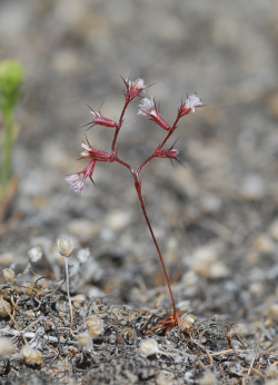 Indian Valley spineflower, Highway 58, San Luis Obispo Co. Photo © June 15, 2011 Chris Winchell. Indian Valley spineflower, Highway 58, San Luis Obispo Co. Photo © June 15, 2011 Chris Winchell.